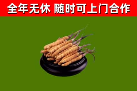 邗江回收散虫草