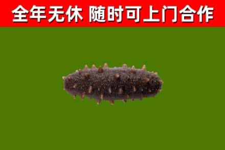 邗江回收海参干
